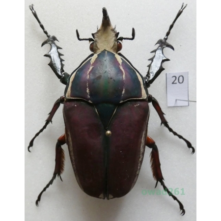 Mecynorhina ugandensis (Moser, 1907) male ex. ovo Uganda20